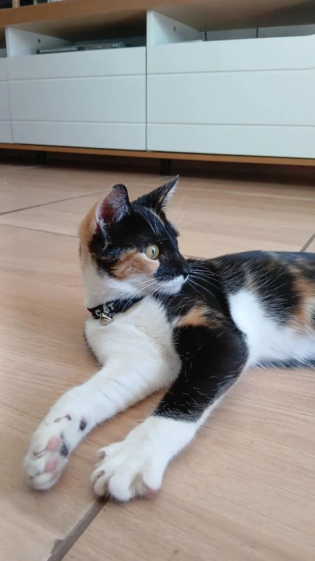 Gato raça SRD-ViraLata idade 7 a 11 meses nome sacha