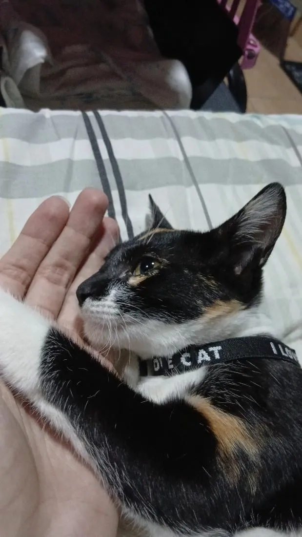Gato raça SRD-ViraLata idade 7 a 11 meses nome sacha
