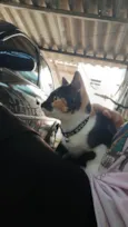 sacha