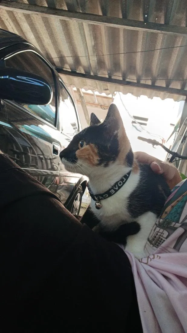 Gato raça SRD-ViraLata idade 7 a 11 meses nome sacha