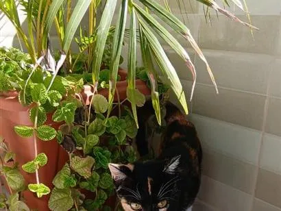 Gato raça SRD-ViraLata idade 7 a 11 meses nome sacha