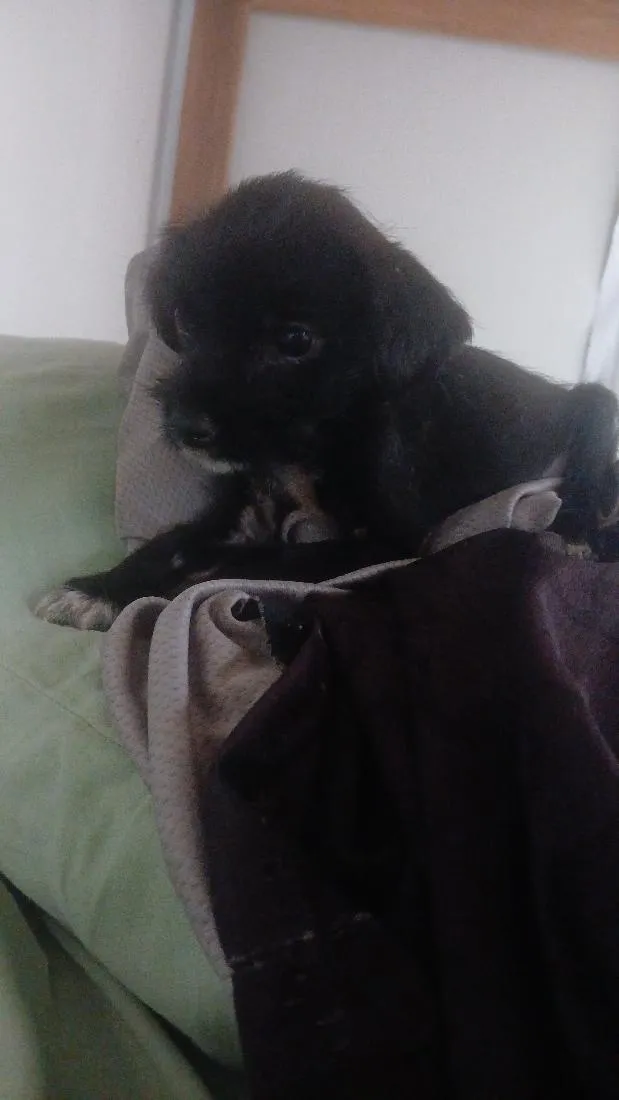 Cachorro raça SRD-ViraLata idade Abaixo de 2 meses nome marcx