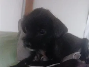 Cachorro raça SRD-ViraLata idade Abaixo de 2 meses nome marcx