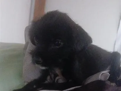 Cachorro raça SRD-ViraLata idade Abaixo de 2 meses nome marcx
