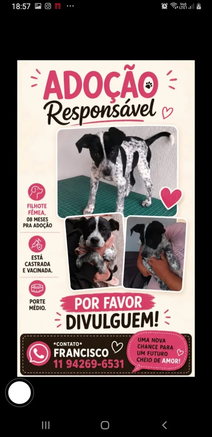 Cachorro raça SRD-ViraLata idade 7 a 11 meses nome Nina
