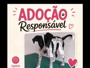 Cachorro raça SRD-ViraLata idade 7 a 11 meses nome Nina
