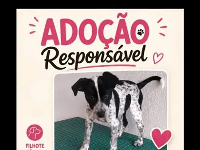 Cachorro raça SRD-ViraLata idade 7 a 11 meses nome Nina