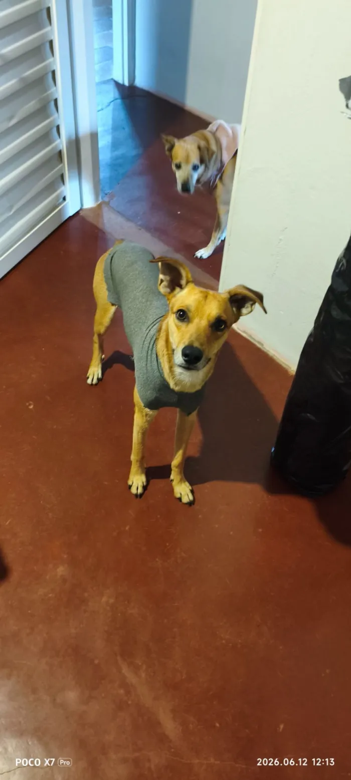 Cachorro raça SRD-ViraLata idade 1 ano nome Nick
