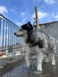 Hachi
