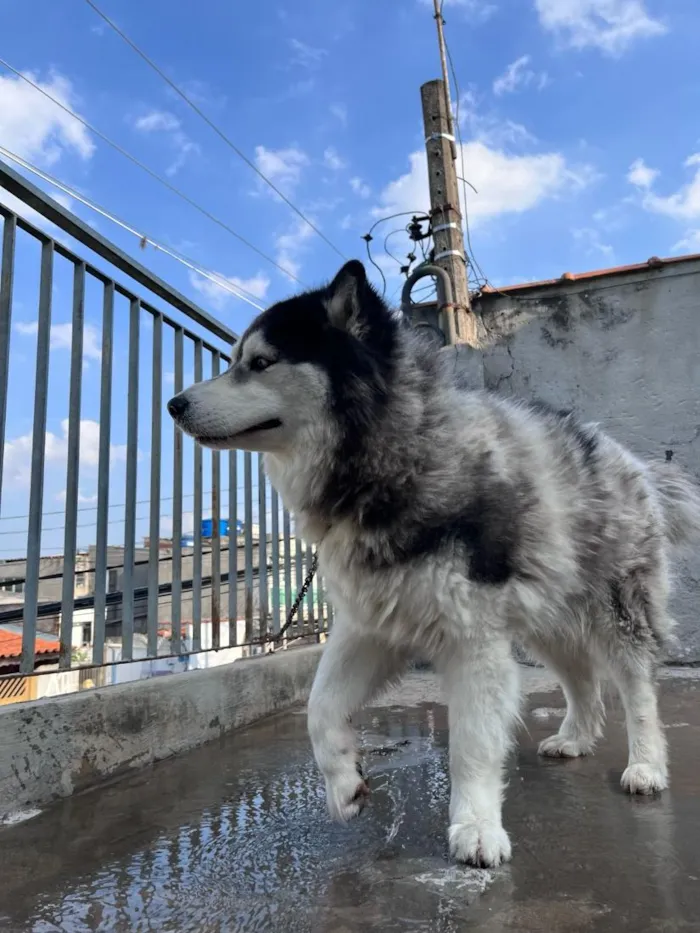 Cachorro raça Husky Siberiano idade 5 anos nome Hachi