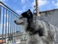 Hachi