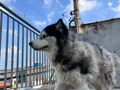 Cachorro raça Husky Siberiano idade 5 anos nome Hachi