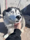 Hachi