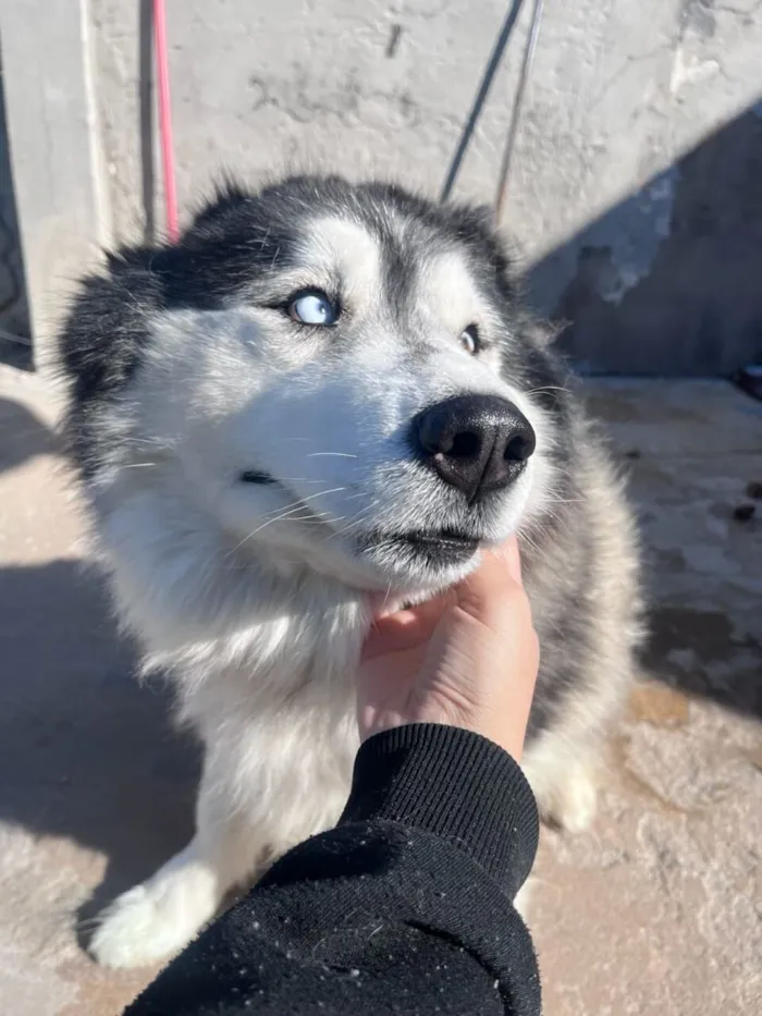 Cachorro raça Husky Siberiano idade 5 anos nome Hachi