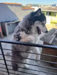 Hachi