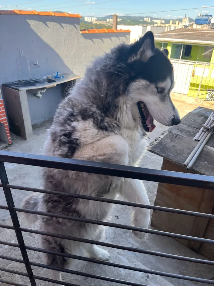 Cachorro raça Husky Siberiano idade 5 anos nome Hachi