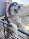 Hachi
