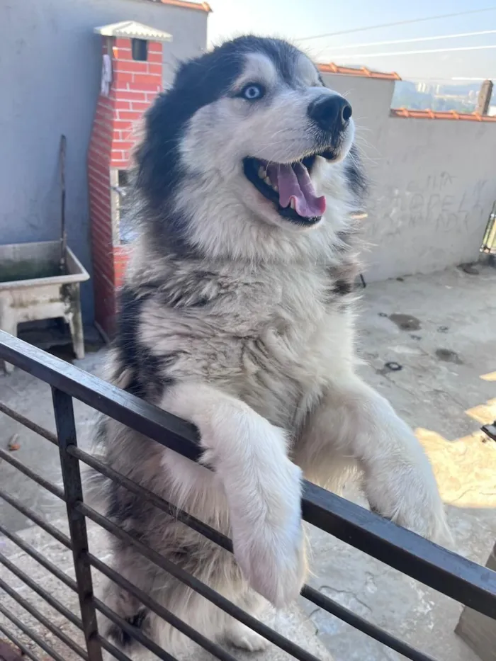 Cachorro raça Husky Siberiano idade 5 anos nome Hachi