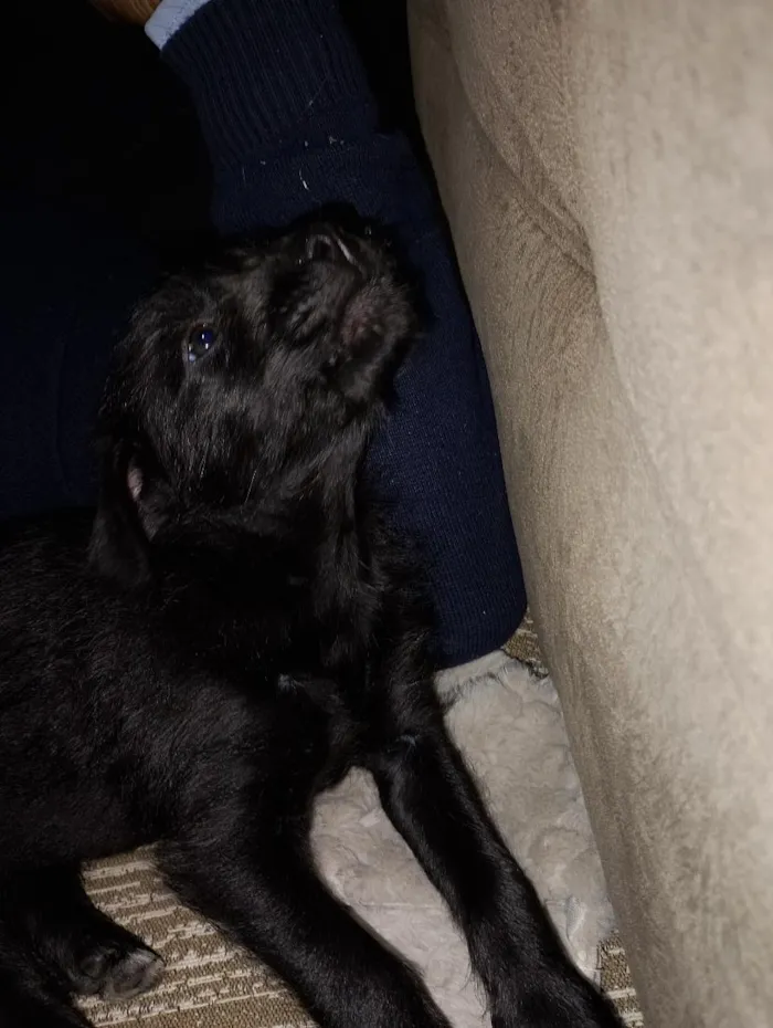 Cachorro raça SRD-ViraLata idade 2 a 6 meses nome Renata