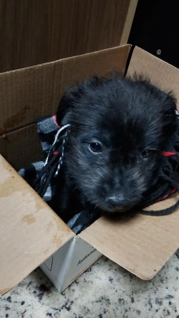 Cachorro raça SRD-ViraLata idade 2 a 6 meses nome Renata