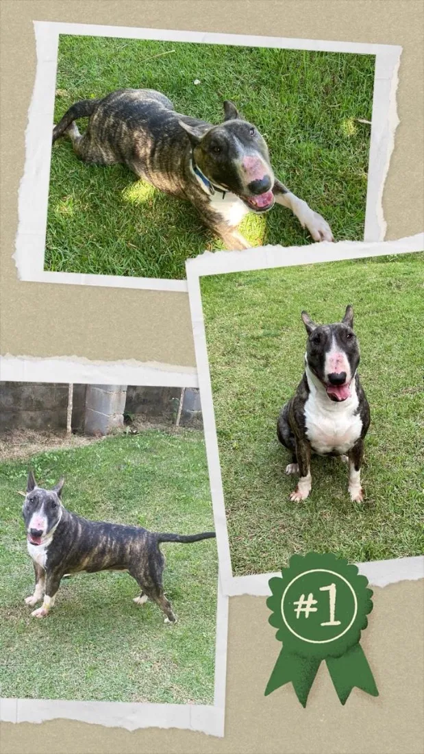 Cachorro raça Pit-Bull idade 4 anos nome Lucy