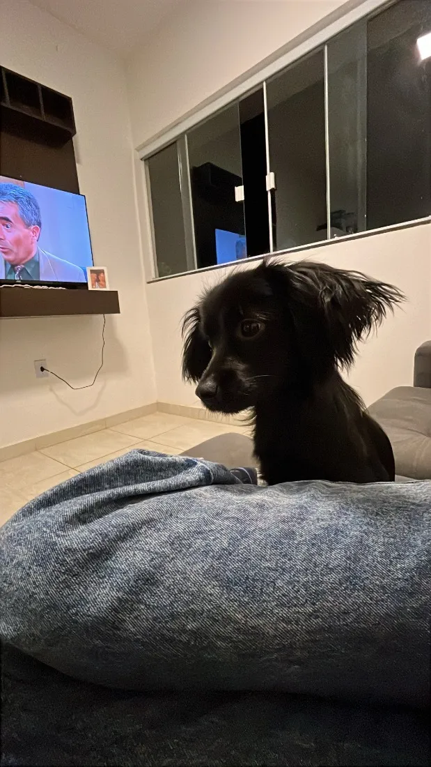 Cachorro raça SRD-ViraLata idade 7 a 11 meses nome Lua