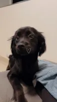 Lua