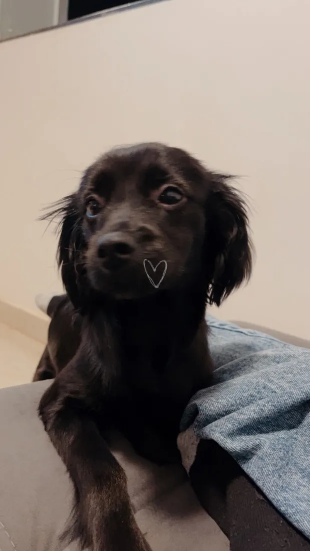 Cachorro raça SRD-ViraLata idade 7 a 11 meses nome Lua