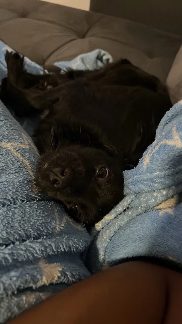Cachorro raça SRD-ViraLata idade 7 a 11 meses nome Lua