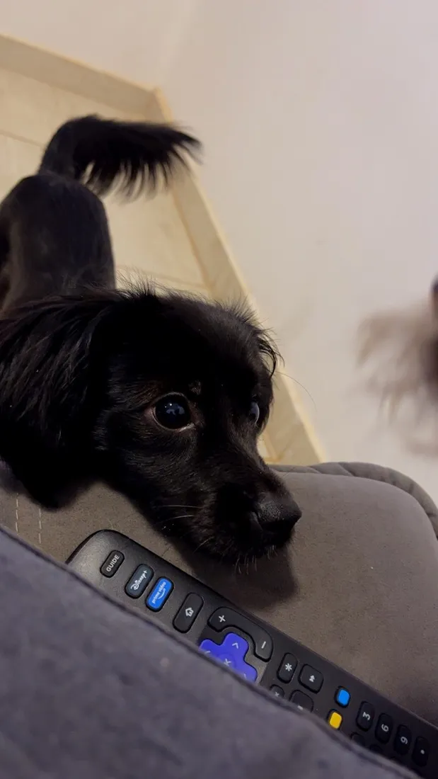 Cachorro raça SRD-ViraLata idade 7 a 11 meses nome Lua