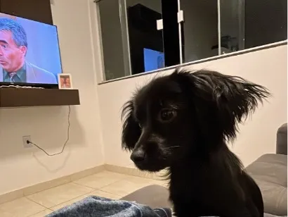 Cachorro raça SRD-ViraLata idade 7 a 11 meses nome Lua