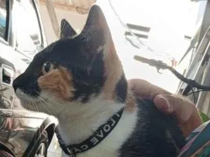 Gato raça SRD-ViraLata idade 7 a 11 meses nome sacha