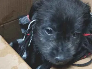 Cachorro raça SRD-ViraLata idade 2 a 6 meses nome Renata