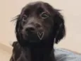 Lua