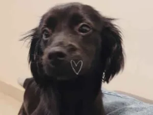 Cachorro raça SRD-ViraLata idade 7 a 11 meses nome Lua