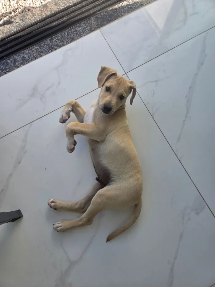 Cachorro raça SRD-ViraLata idade 2 a 6 meses nome caramelinho