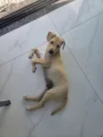 caramelinho