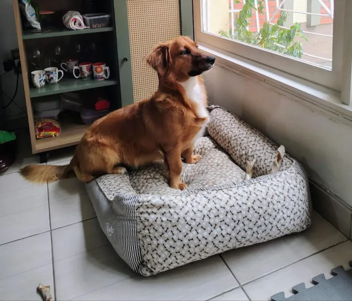 Cachorro raça SRD-ViraLata idade 1 ano nome Léo