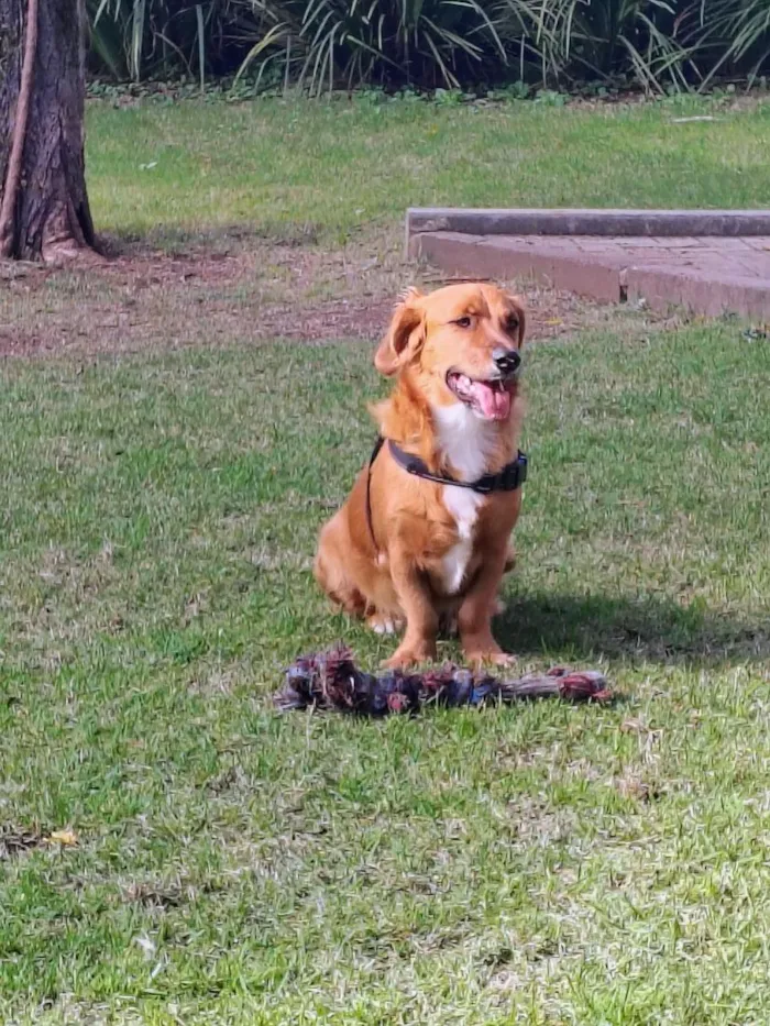 Cachorro raça SRD-ViraLata idade 1 ano nome Léo