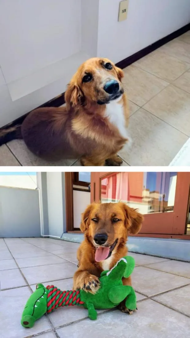 Cachorro raça SRD-ViraLata idade 1 ano nome Léo