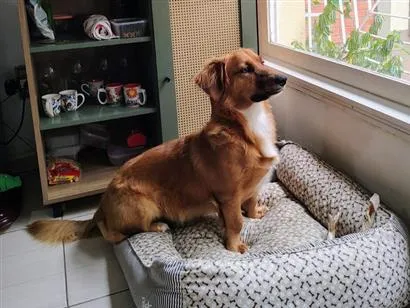 Cachorro raça SRD-ViraLata idade 1 ano nome Léo