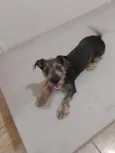 Pipoca