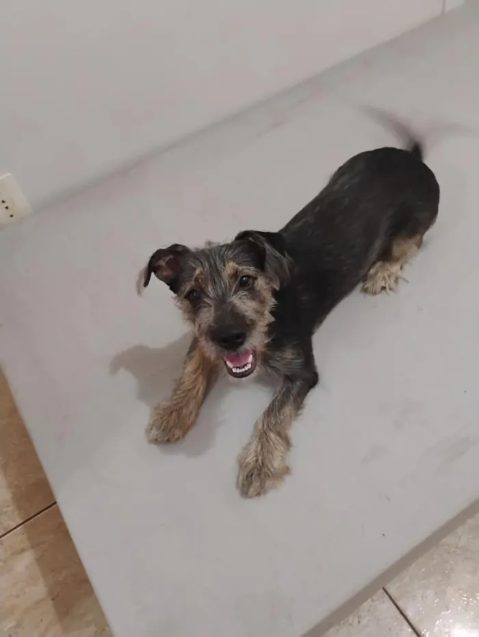 Cachorro raça SRD-ViraLata idade 1 ano nome Pipoca