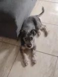 Pipoca