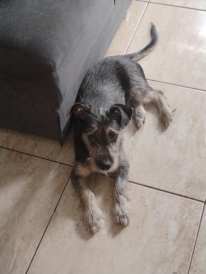 Cachorro raça SRD-ViraLata idade 1 ano nome Pipoca
