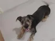 Pipoca
