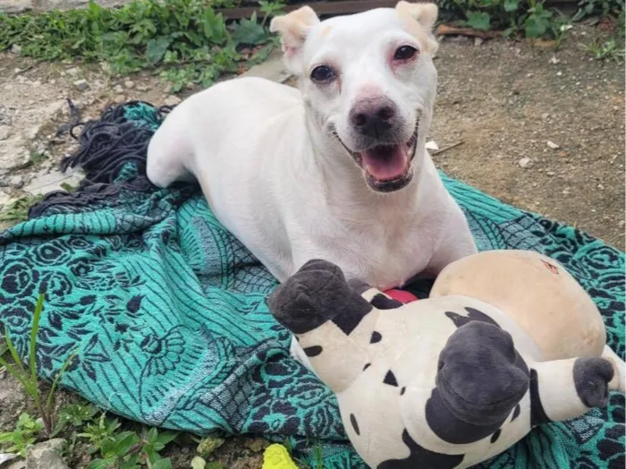 Cachorro raça SRD-ViraLata idade 2 anos nome Clarinha