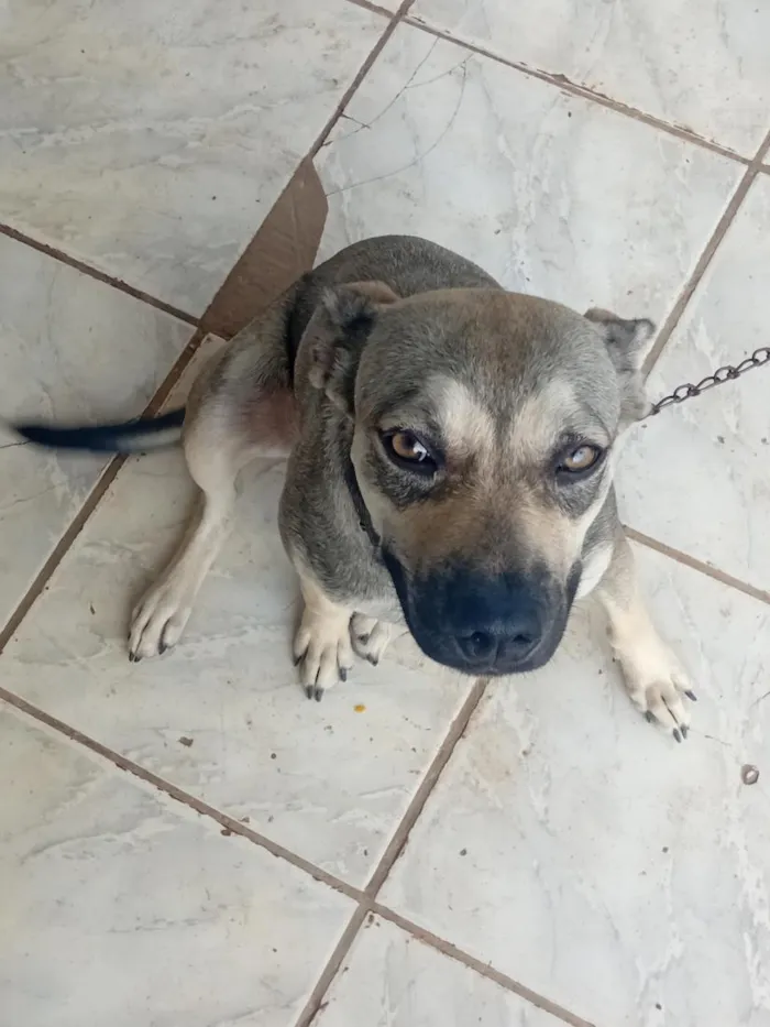 Cachorro raça SRD-ViraLata idade 7 a 11 meses nome Lua