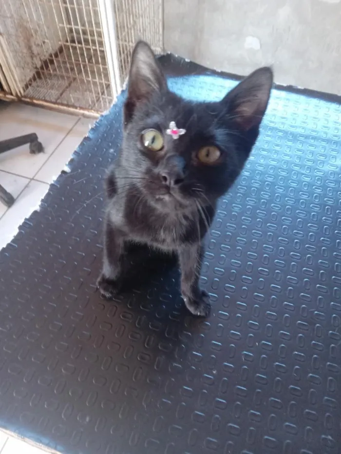 Gato raça SRD-ViraLata idade 2 a 6 meses nome docinho