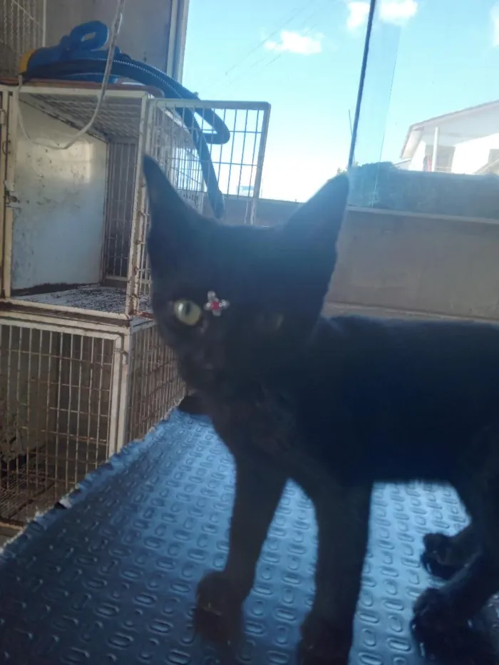 Gato raça SRD-ViraLata idade 2 a 6 meses nome docinho